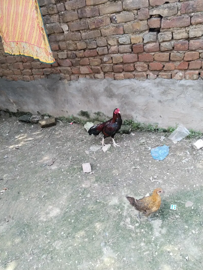 Aseel murga / murga for sale w. h. at's u. p 03/23/55/99/091 — photo 5