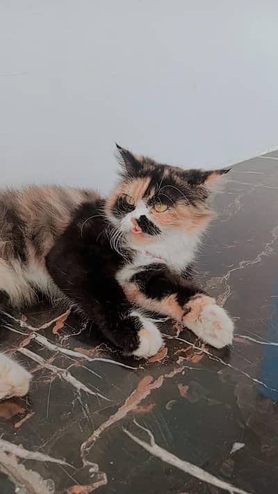 cat for sale