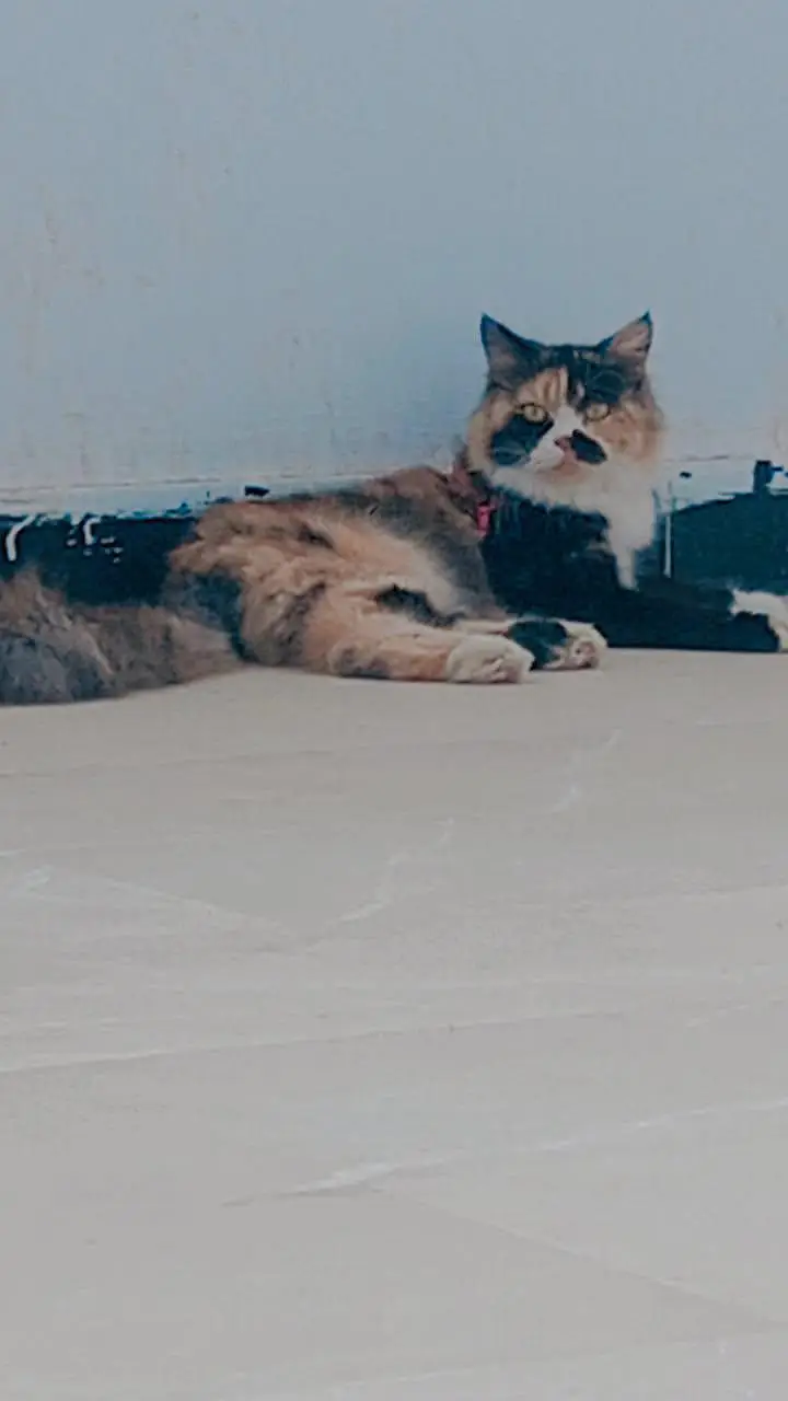 cat for sale — photo 2