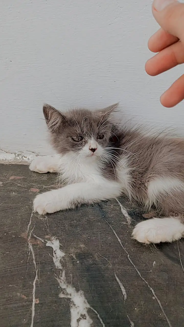 cat for sale — photo 3