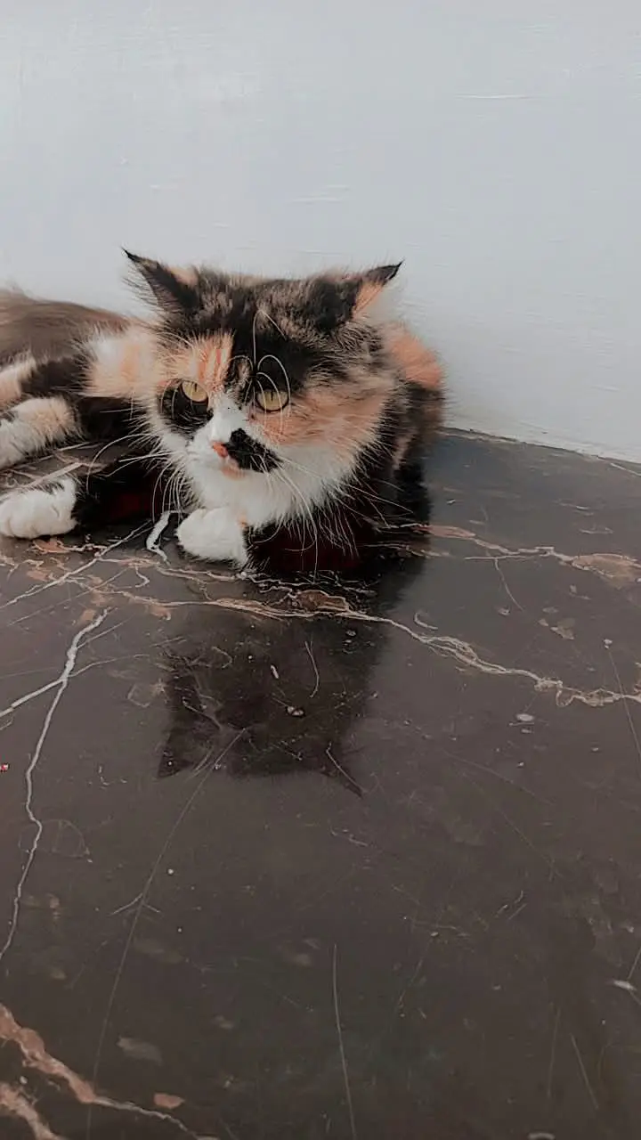 cat for sale — photo 5