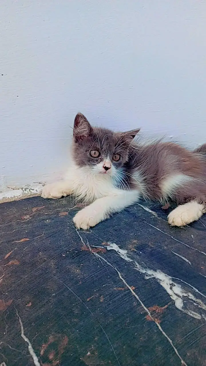 cat for sale — photo 6