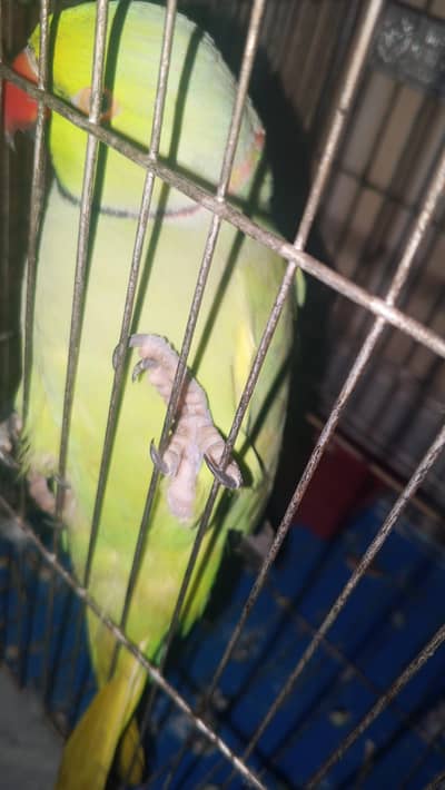 Talking on mode parrot