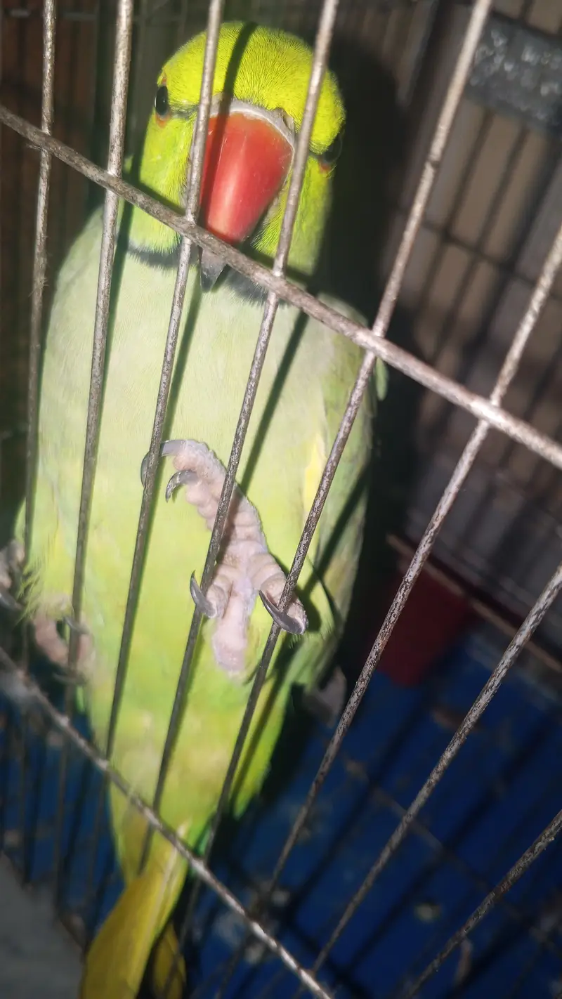 Talking on mode parrot — photo 2