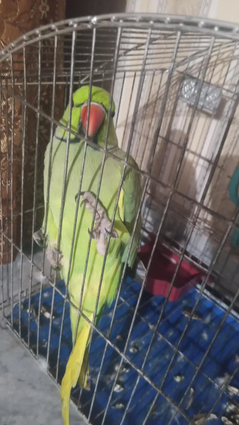 Talking on mode parrot — photo 3