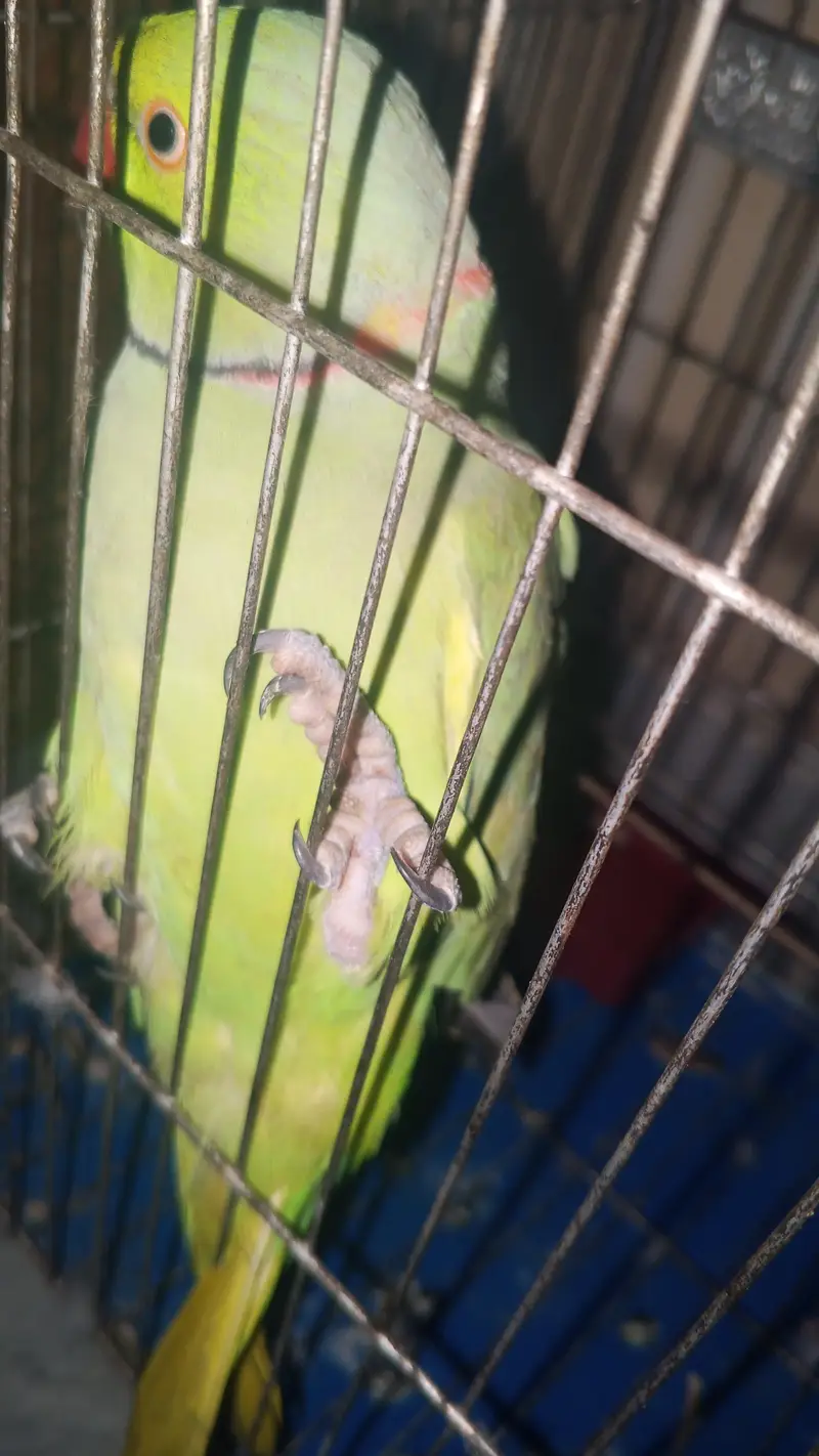 Talking on mode parrot — photo 4