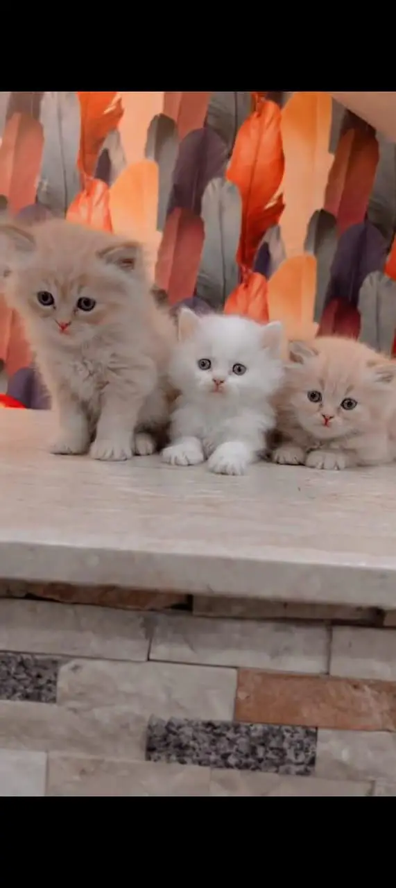 Persian cat for sale male or female double doors vaccine — photo 2