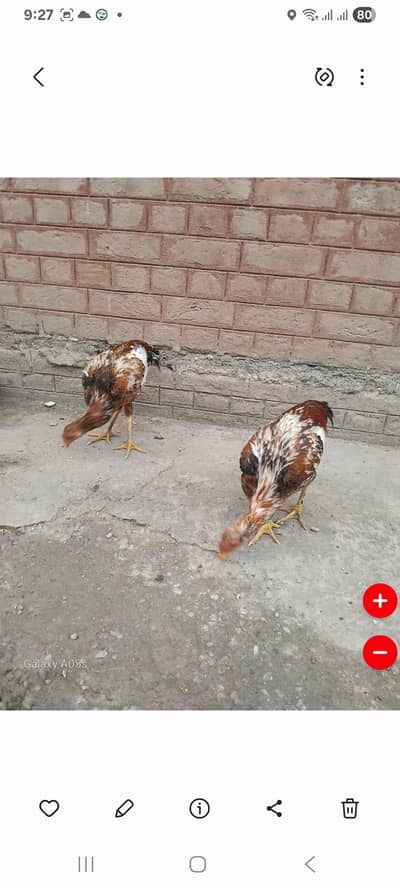 3 adad Desi pathay for sale