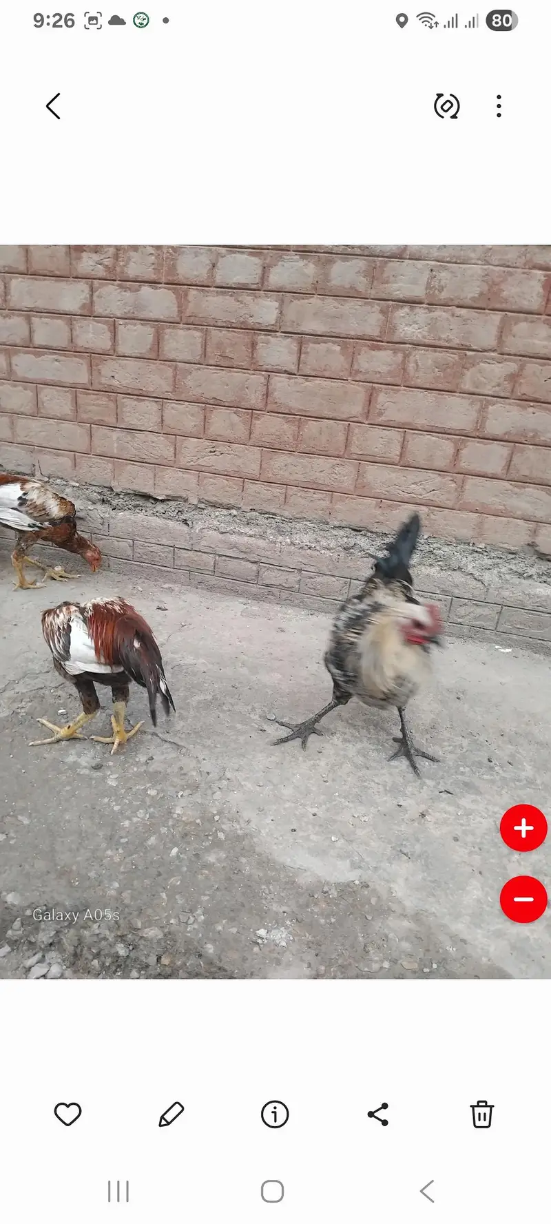 3 adad Desi pathay for sale — photo 4