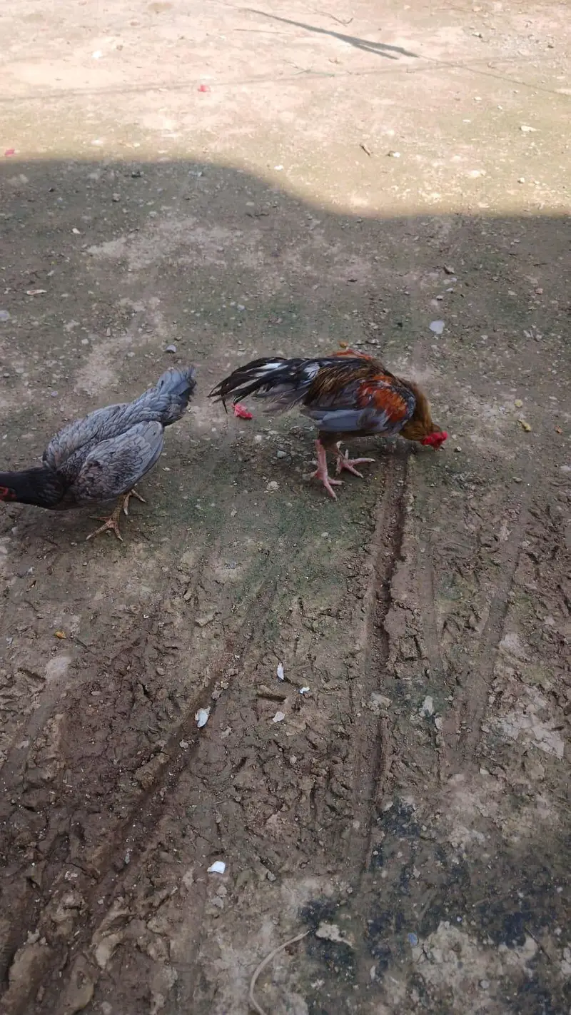 aseel Murga — photo 2