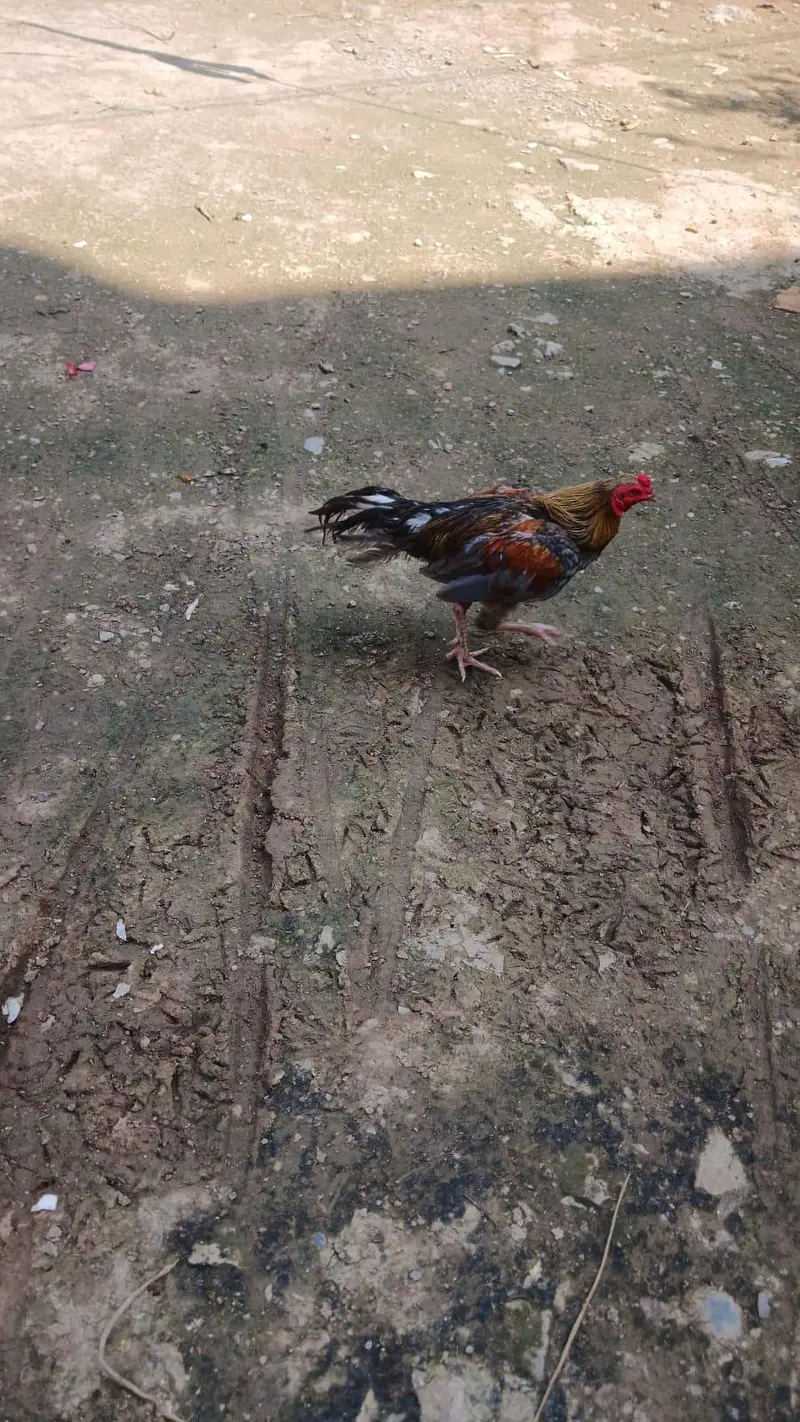 aseel Murga — photo 3