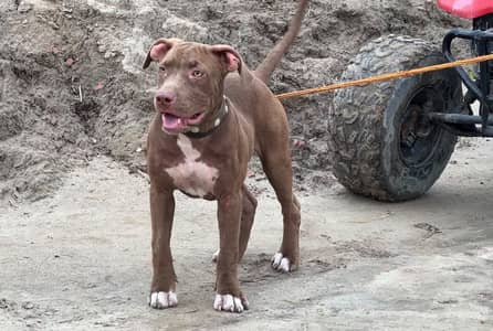 Shera Pitbull for Sale