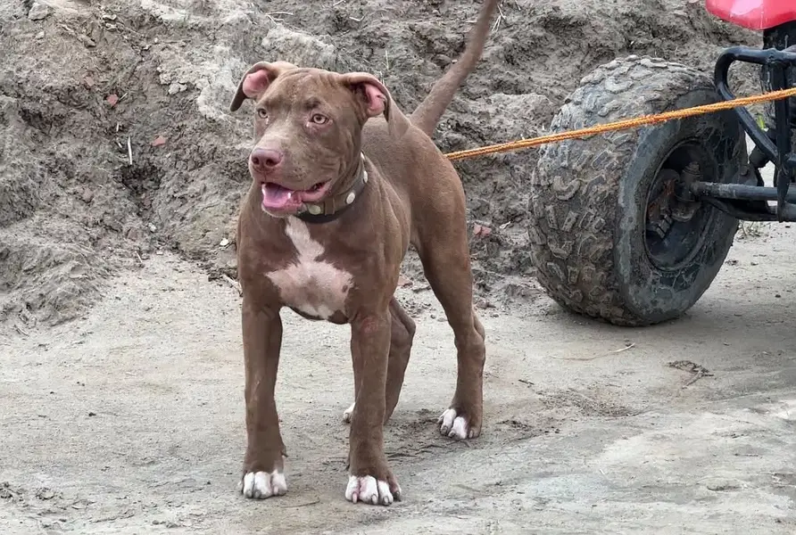 Shera Pitbull for Sale