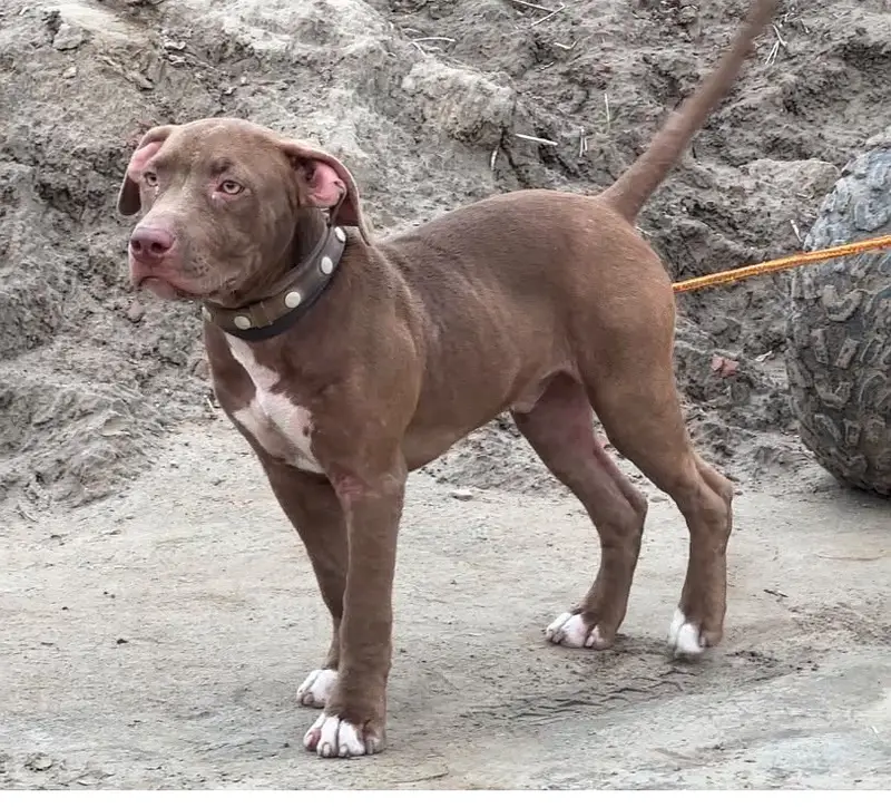 Shera Pitbull for Sale — photo 2