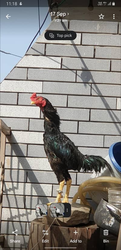 ASEEL LASSANI MUSHKA AND SHAMO MALE FOR SELL