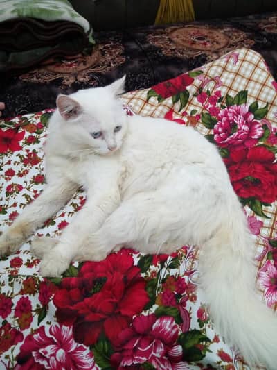 percian cat pair male and female