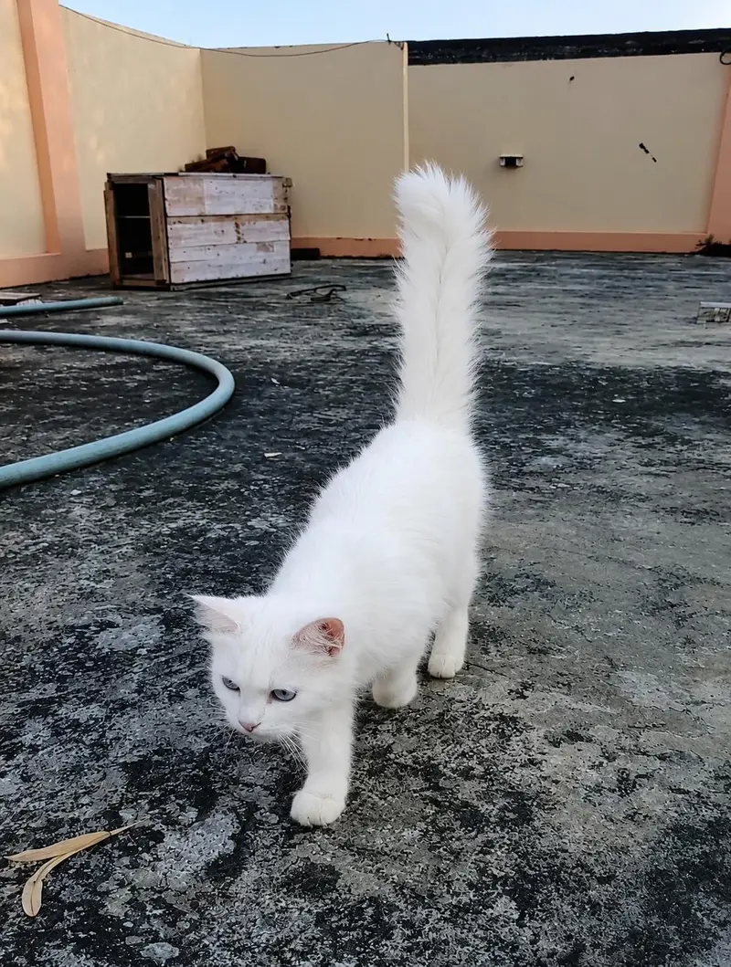 percian cat pair male and female — photo 3