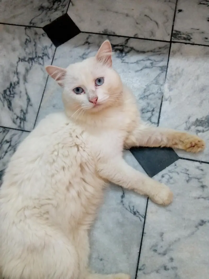 percian cat pair male and female — photo 4