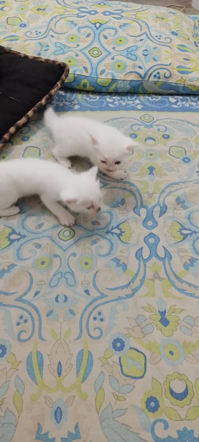 urgent sale Turkish cat and kitten. .