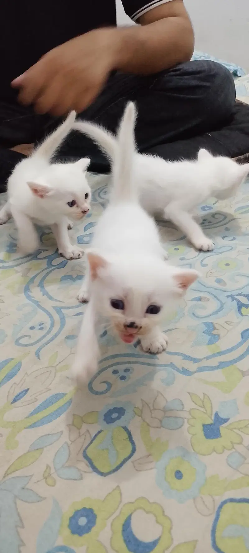 urgent sale Turkish cat and kitten. . — photo 2