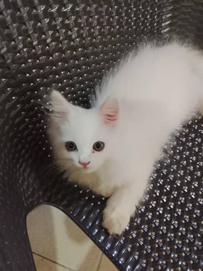 Tripple coated Male Cat