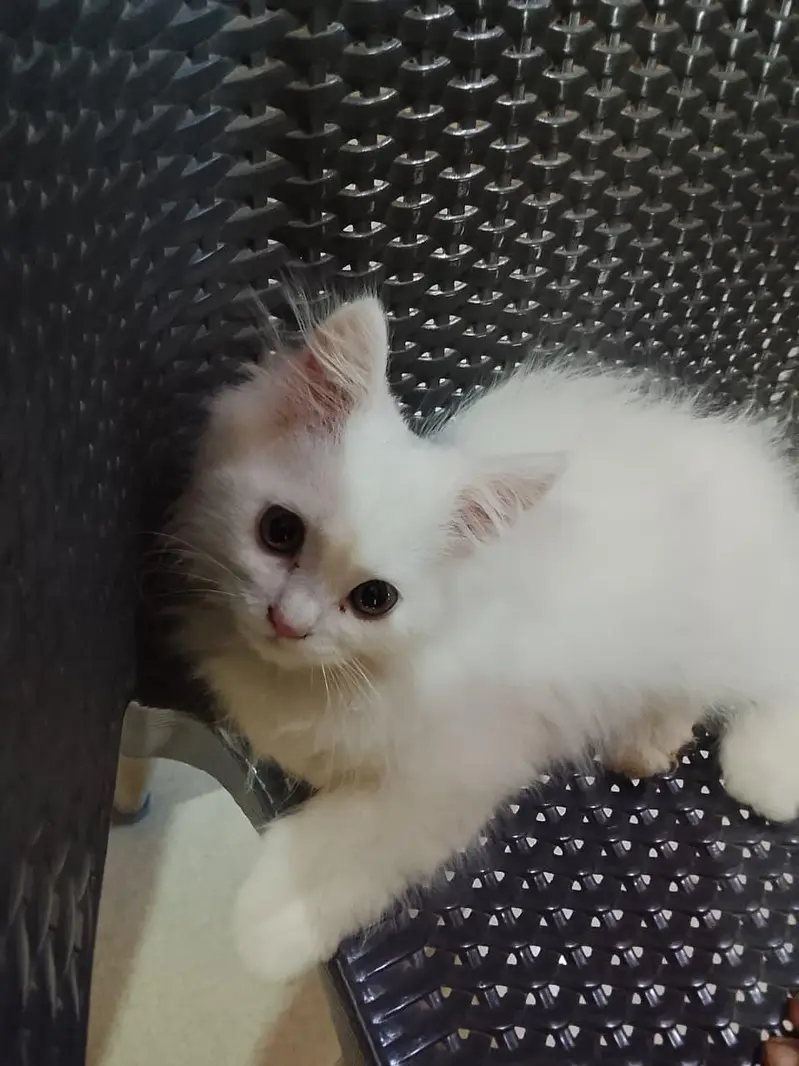 Tripple coated Male Cat — photo 3