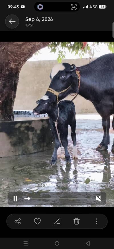 VERY BEAUTIFUL  pure neli di