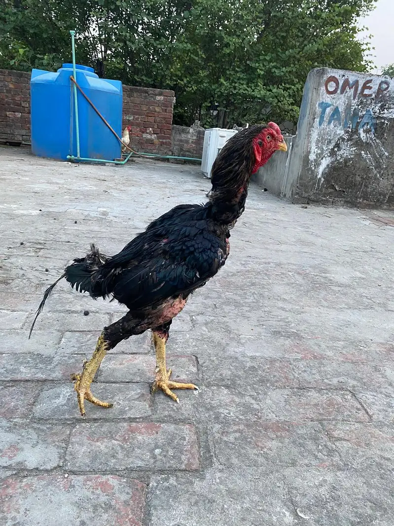 Urgent Sale — photo 2