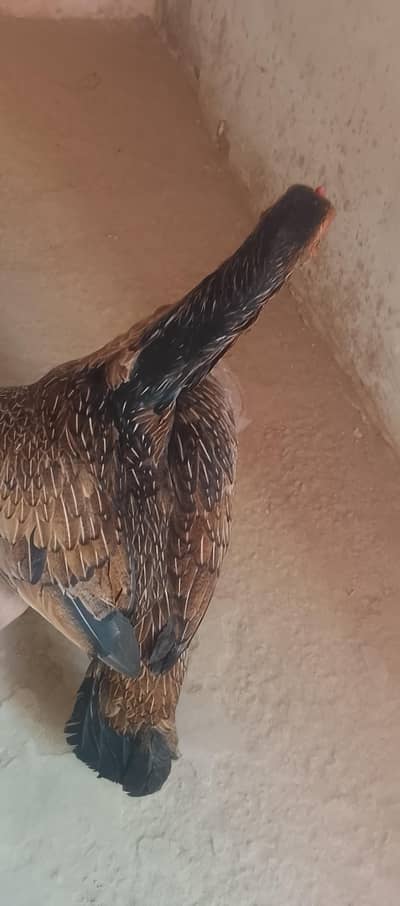 Aseel murgi for sale