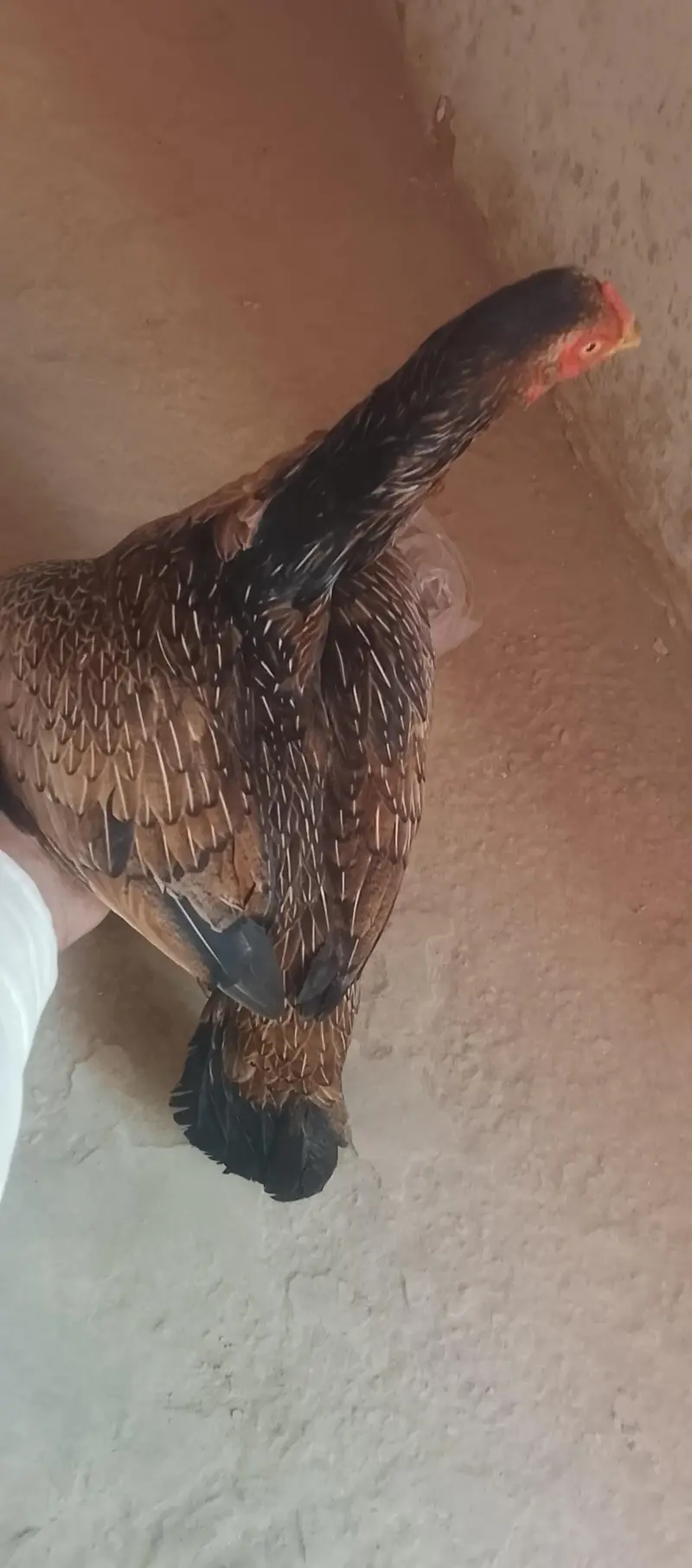 Aseel murgi for sale — photo 2