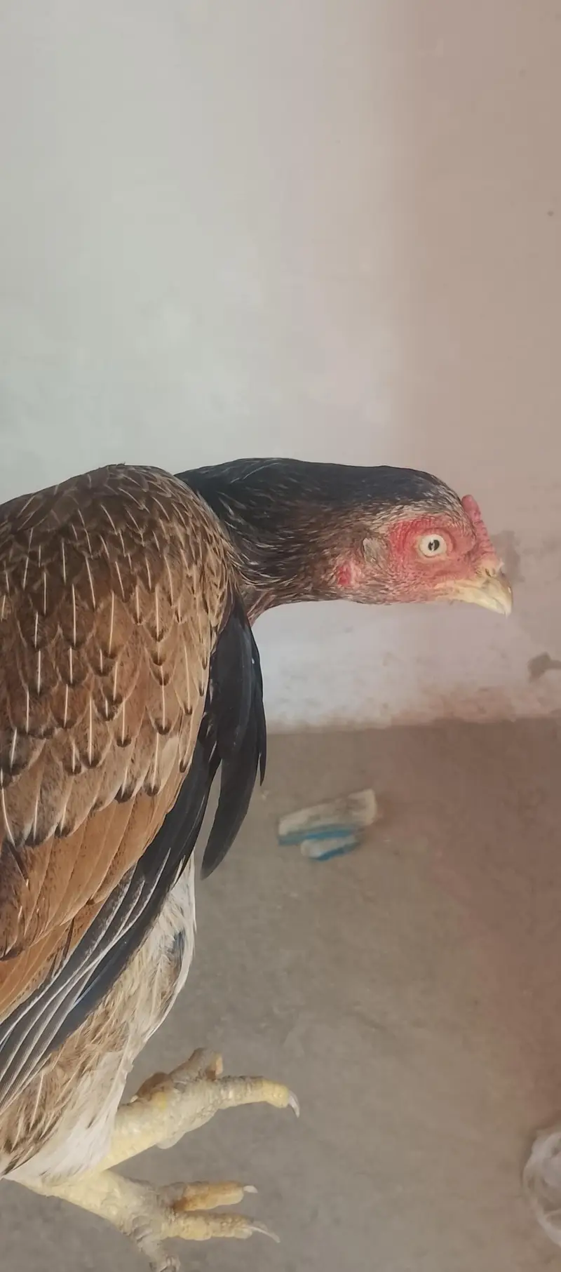 Aseel murgi for sale — photo 3