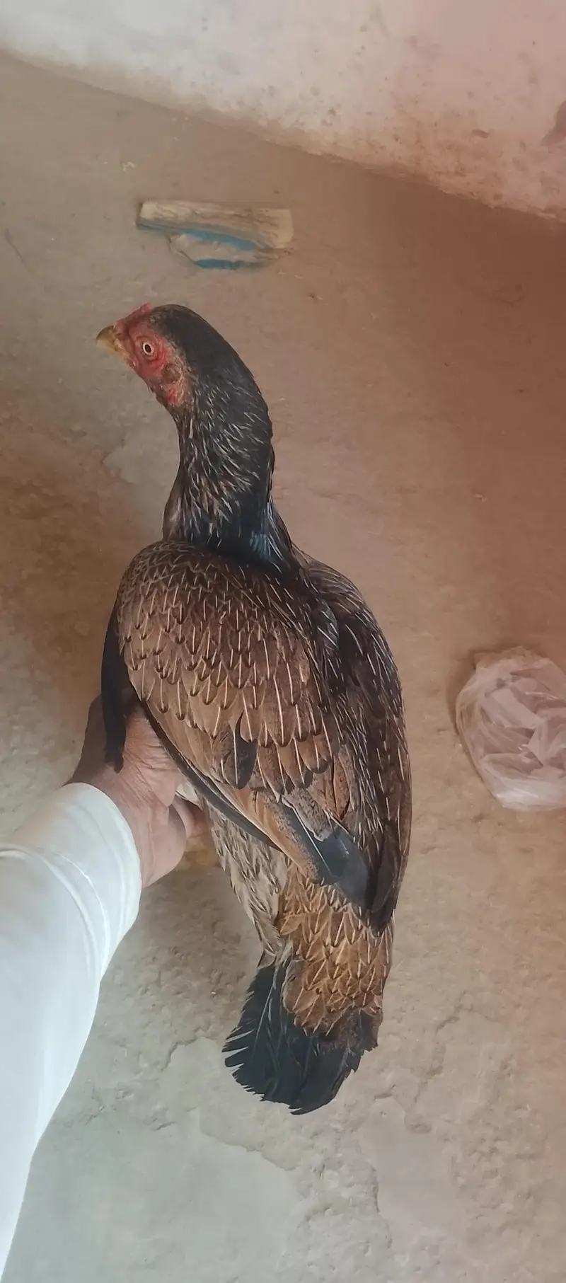 Aseel murgi for sale — photo 4