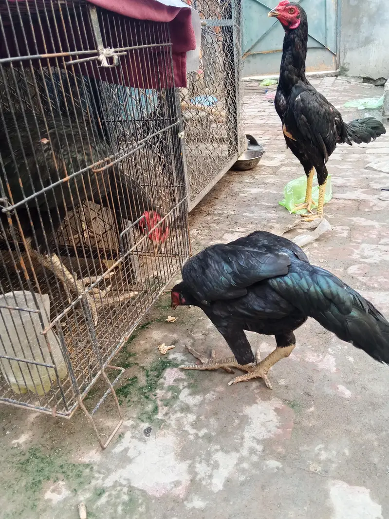 2 male 5 females hy — photo 2