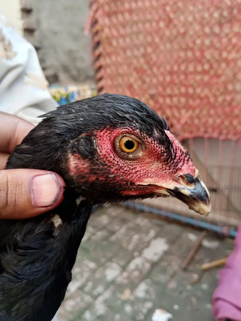 2 male 5 females hy — photo 3