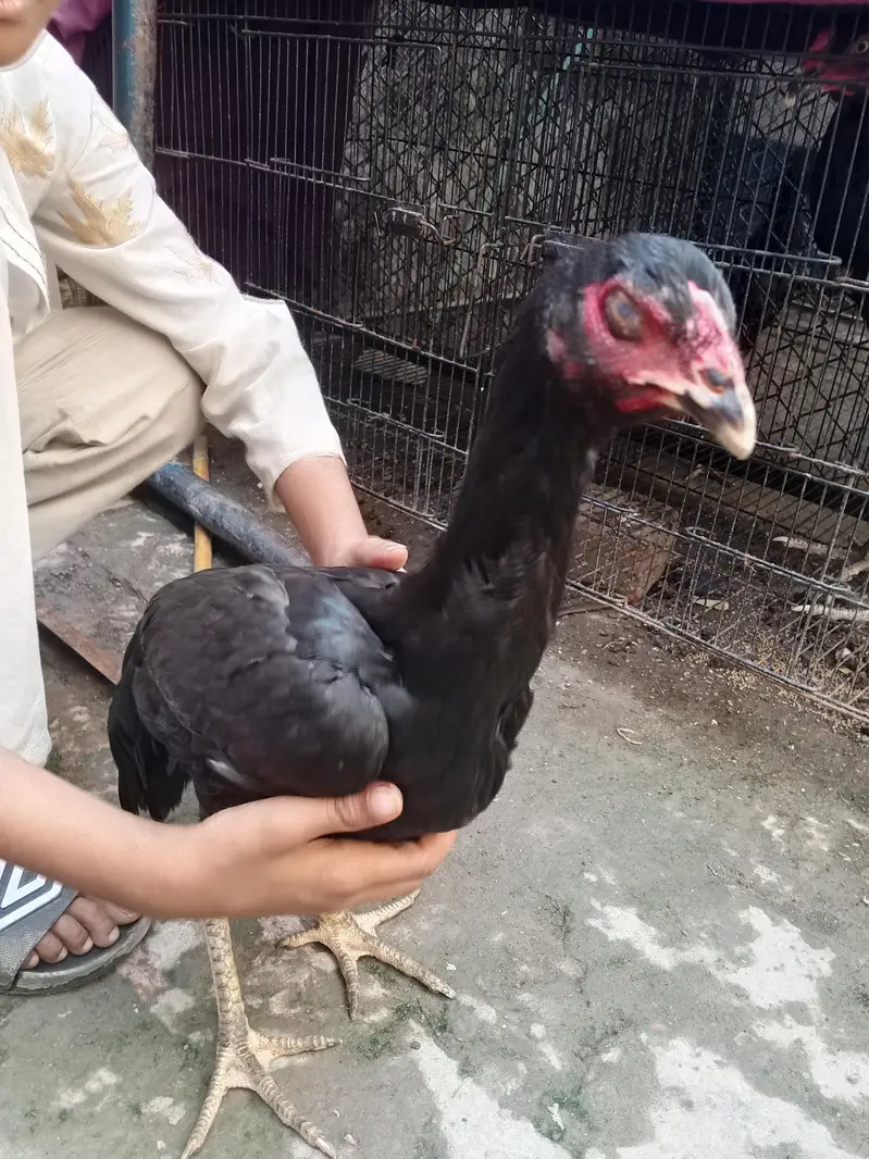 2 male 5 females hy — photo 5
