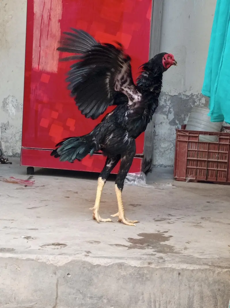 2 male 5 females hy — photo 6