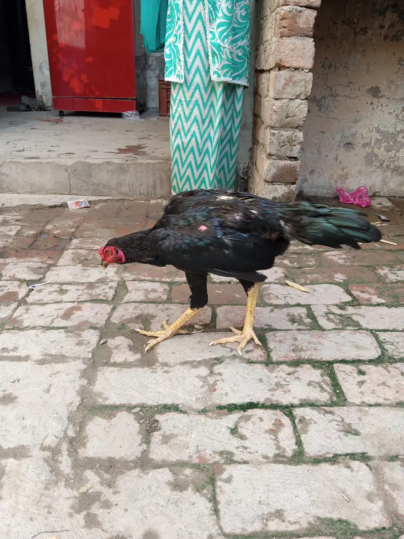 2 male 5 females hy — photo 7