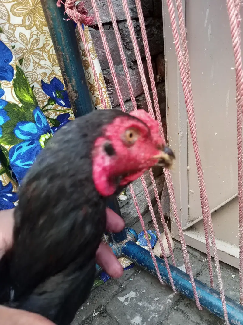 2 male 5 females hy — photo 9