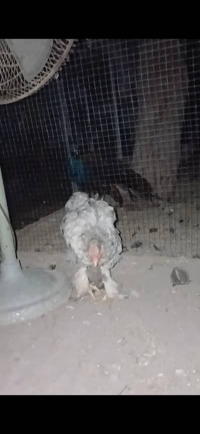 Heavy Cooochin young Pair