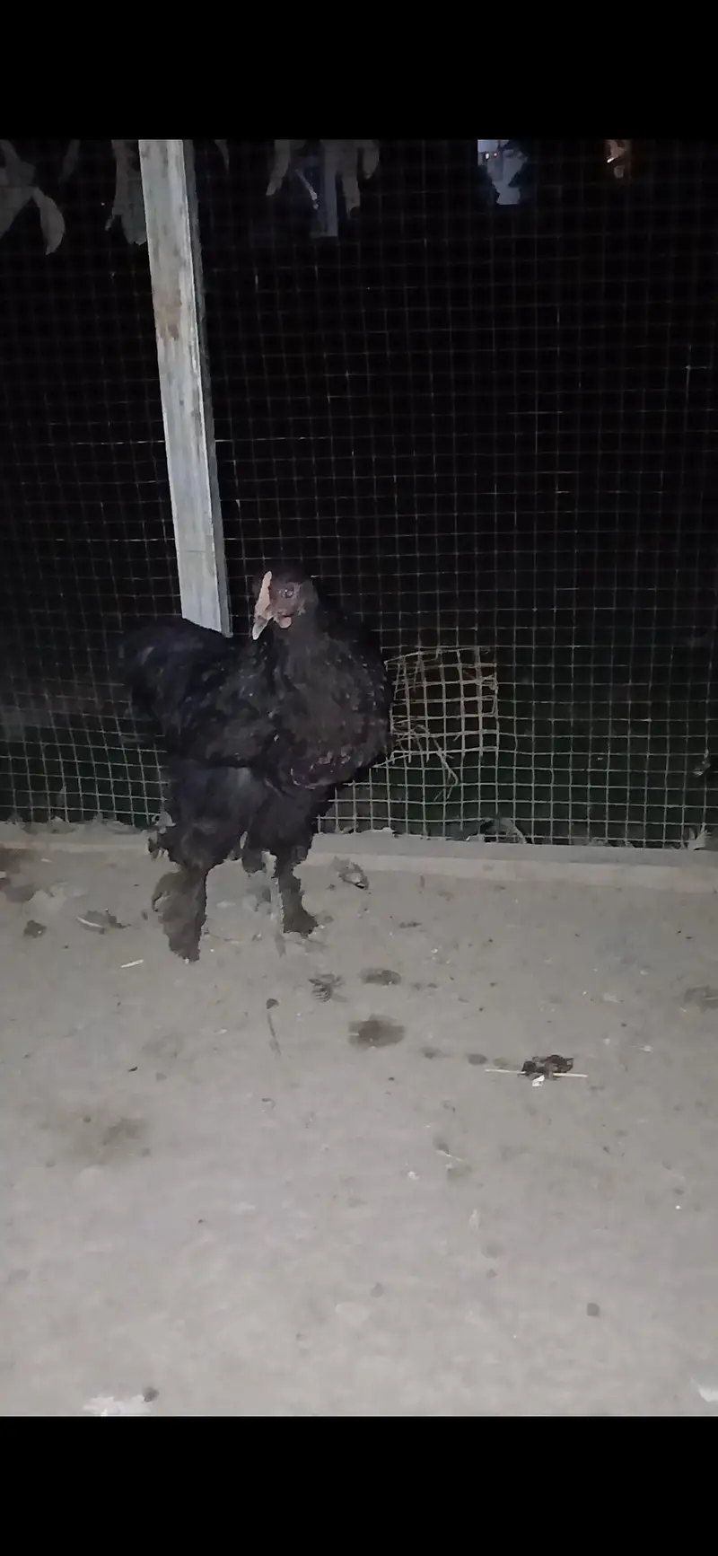 Heavy Cooochin young Pair — photo 2