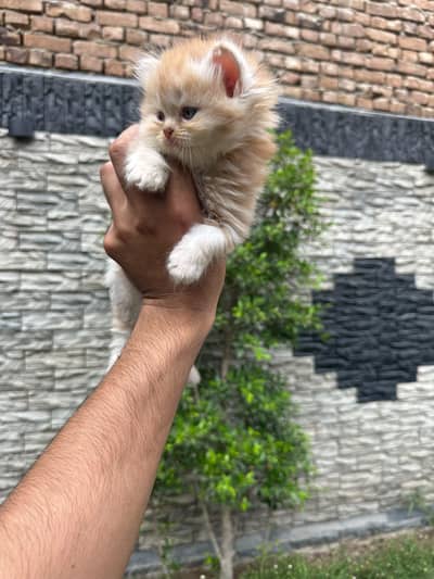 Pure Persian Kittens Available - Ultra Cute & Fluffy