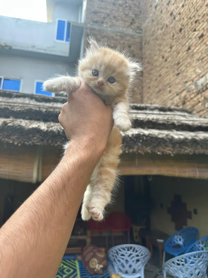 Pure Persian Kittens Available - Ultra Cute & Fluffy — photo 3