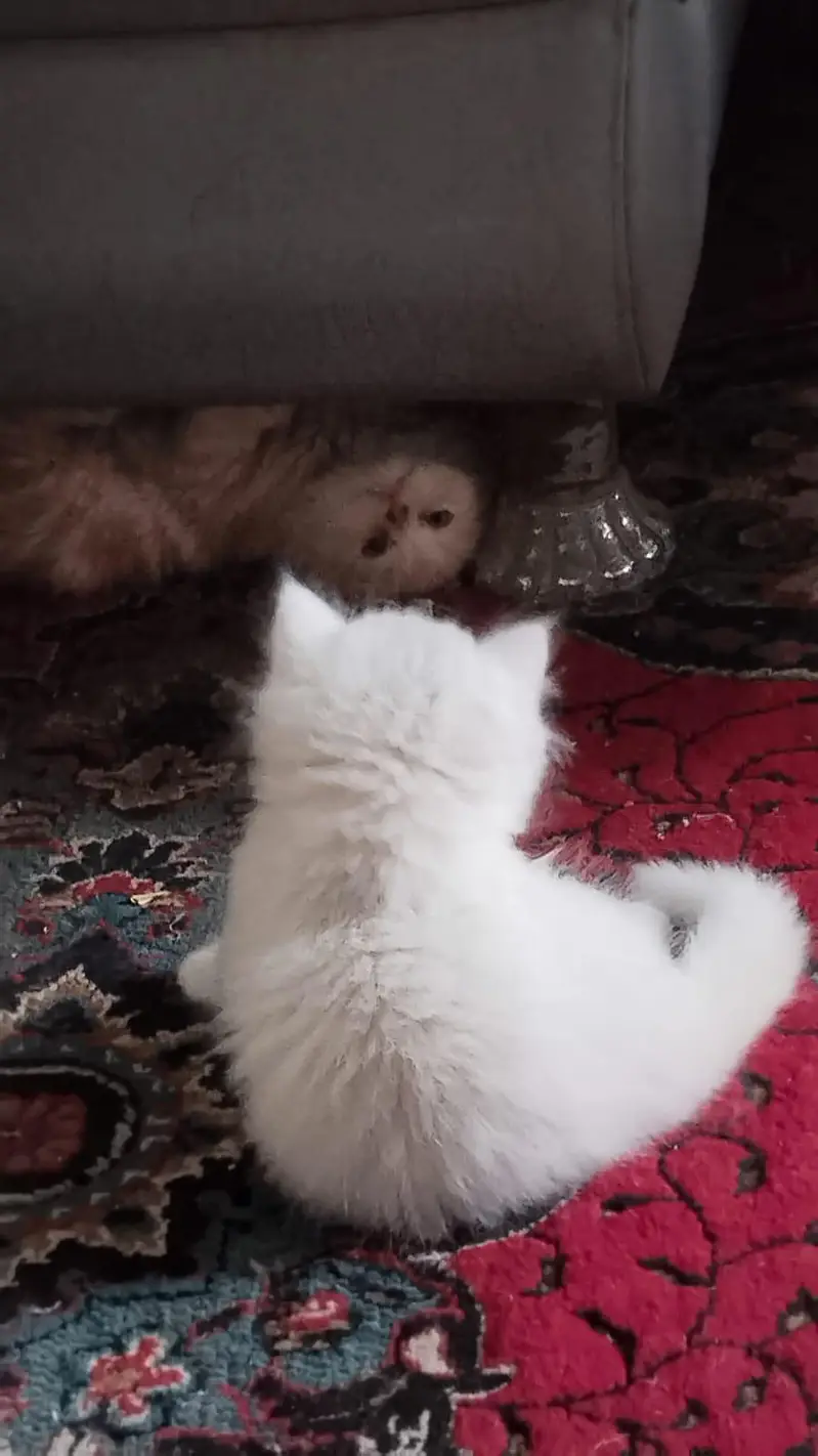 Pure Persian Kittens Available - Ultra Cute & Fluffy — photo 4