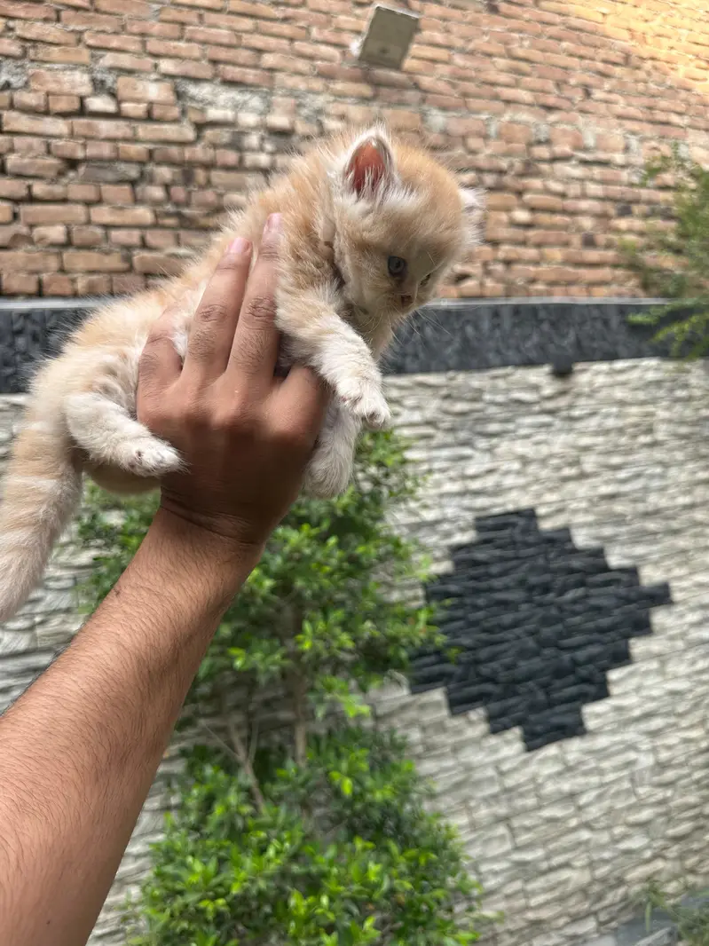 Pure Persian Kittens Available - Ultra Cute & Fluffy — photo 5