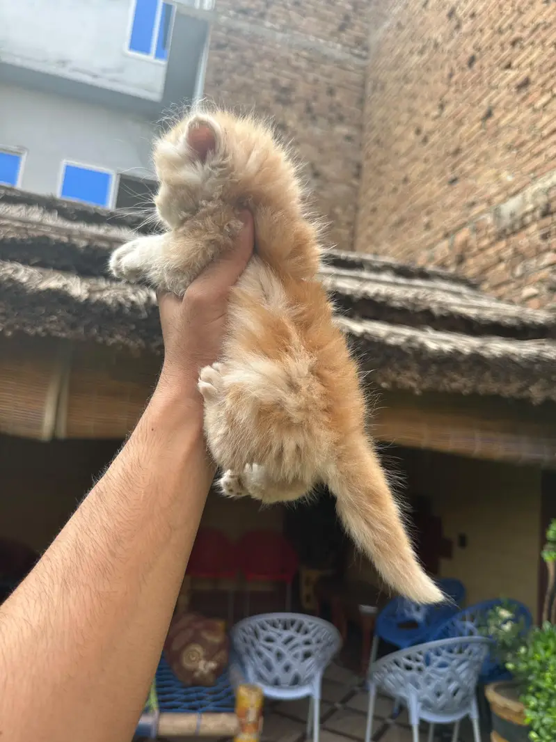 Pure Persian Kittens Available - Ultra Cute & Fluffy — photo 6