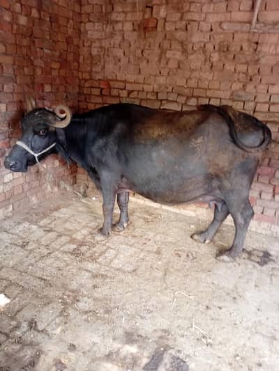 bhens buffalo tesra sowa 9 month pregnant