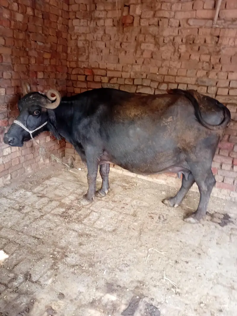 bhens buffalo tesra sowa 9 month pregnant
