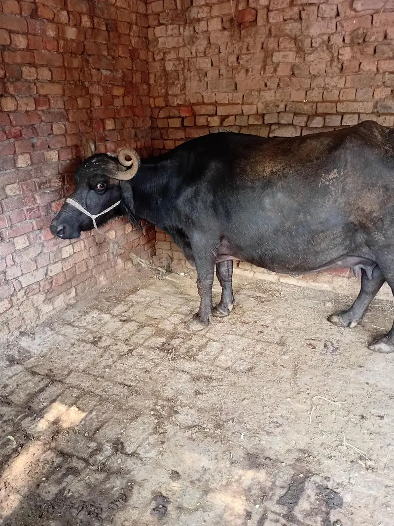 bhens buffalo tesra sowa 9 month pregnant — photo 2