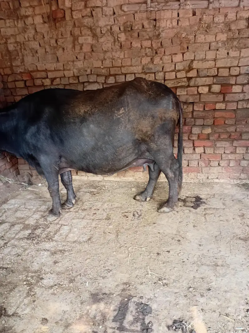 bhens buffalo tesra sowa 9 month pregnant — photo 3