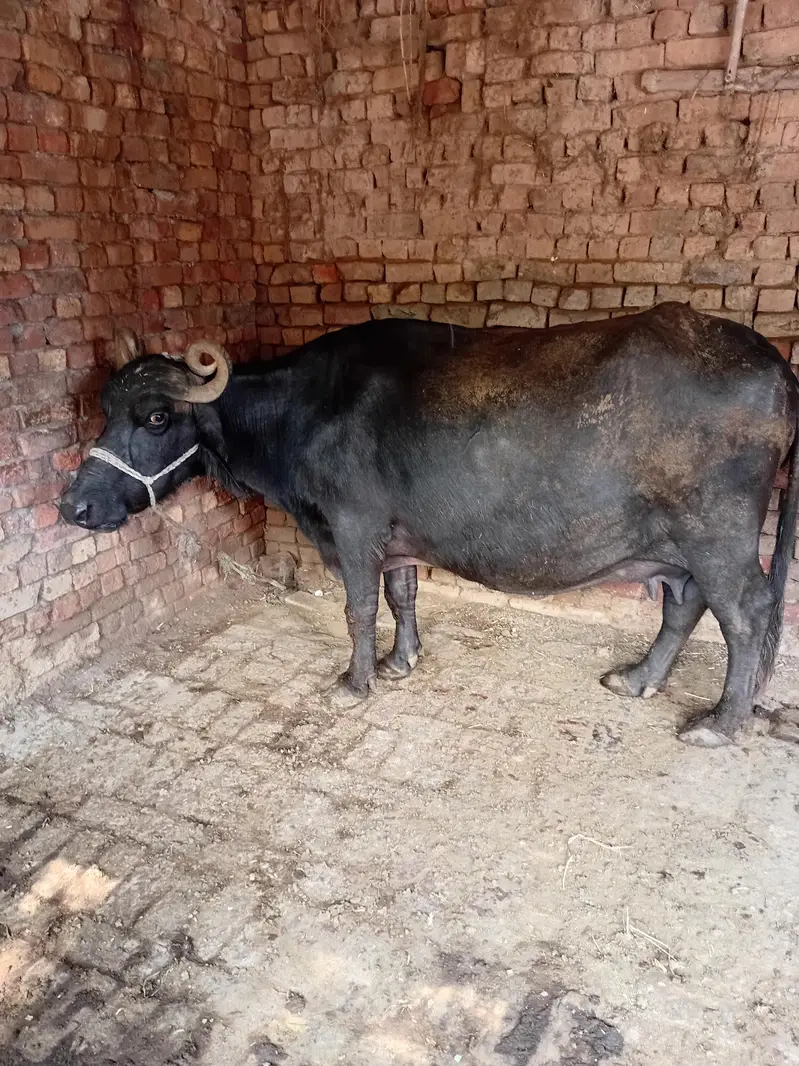bhens buffalo tesra sowa 9 month pregnant — photo 4